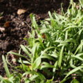 organic garden soil
