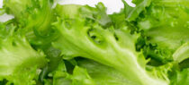 keeping lettuce fresh